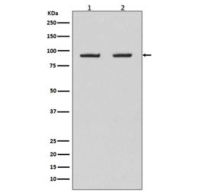 HSP90 beta Antibody / HSP90AB1