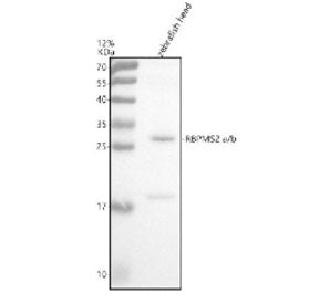 Western blot analysis of Rbpms2a/b protein using Zebrafish Rbpms2 antibody and zebrafish head tissue