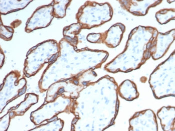 IHC staining of FFPE human placental tissue with CD40 antibody (clone CD40/4940). HIER: boil tissue 