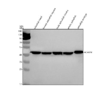Western blot analysis of Acadm protein using Zebrafish Acadm antibody and 1) zebrafish head, 2) fema