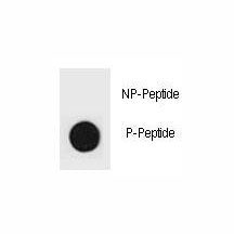 Dot blot analysis of phospho-p27Kip1 antibody. 50ng of phos-peptide or nonphos-peptide per dot were 