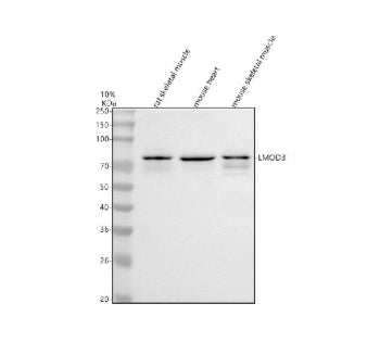 Western blot analysis of LMOD3 using anti-LMOD3 antibody. Lane 1: rat skeletal muscle tissue lysates