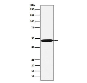 Western blot testing of human Ramos cell lysate with ACTL6A antibody. Expected molecular weight: 47-