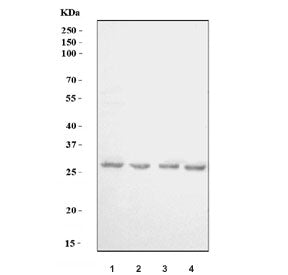 Western blot testing of 1) human HeLa, 2) human A549, 3) rat L6 and 4) mouse C2C12 cell lysate with 