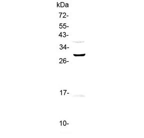 Western blot testing of human PANC-1 cell lysate with GPR40 antibody at 0.5ug/ml. Predicted molecula