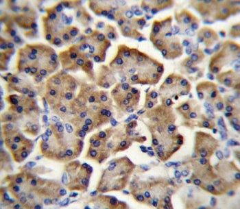 IHC testing of FFPE human pancreas tissue with Betacellulin antibody. HIER: steam section in pH6 cit