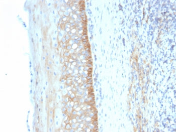 IHC staining of FFPE human tonsil tissue with CD73 antibody (clone NT5E/2545). HIER: boil tissue sec