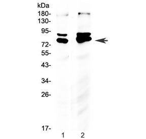 Western blot testing of human 1) U-2 OS and 2) HeLa cell lysate with NRF1 antibody. Expected molecul
