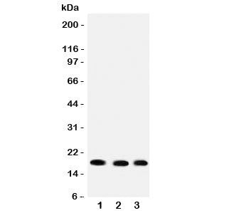 UBC9 Antibody