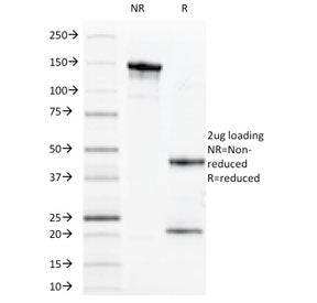 SDS-PAGE analysis of purified, BSA-free MUC1 antibody (clone VU-11D1) as confirmation of integrity a