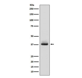 Western blot testing of human fetal liver lysate with Glycophorin A antibody. Expected molecular wei