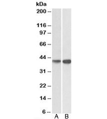 Western blot testing of HepG2 [A] and Jurkat [B] lysates with EXOG antibody at 0.2ug/ml. Predicted m