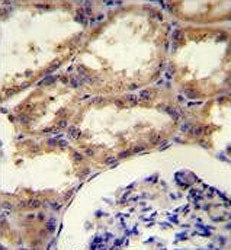 IHC testing of FFPE human kidney tissue with Septin 9 antibody. HIER: steam section in pH6 citrate b