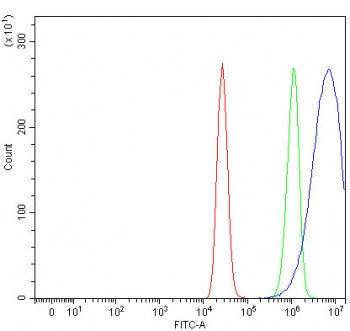 NIN Antibody / Ninein