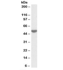 Western blot testing of human peripheral lymphocyte lysate with LSP1 antibody at 0.05ug/ml. Predicte