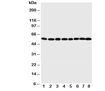 Western blot testing of MDM2 antibody and Lane 1: rat testis; 2: rat brain; 3: rat heart; 4: human S