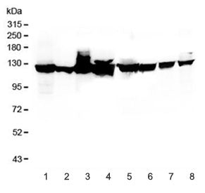 Vinculin Antibody