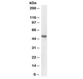 Western blot testing of pig kidney lysate with BMP7 antibody at 1ug/ml. Predicted molecular weight: 