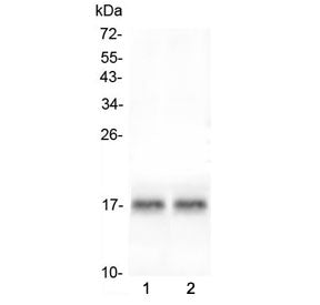 Western blot testing of two lots of mouse heart lysate with ANF antibody at 0.5ug/ml. Predicted mole