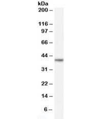 Western blot testing of human ovay lysate with NANOG antibody at 0.03ug/ml. Predicted molecular weig