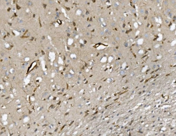 Cd34 Antibody