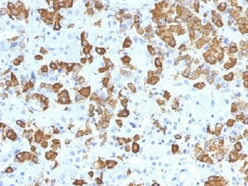 IHC testing of FFPE human pituitary gland with Growth Hormone antibody (clone GH/1371). Required HIE