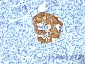 Insulin Antibody