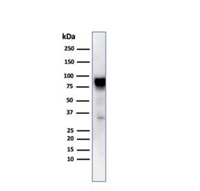 HSP90 beta Antibody / HSP90AB1