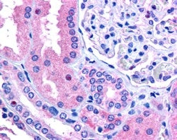 IHC testing of FFPE human kidney with RNF213 antibody at 2.5ug/ml. HIER: steamed with pH6 citrate bu