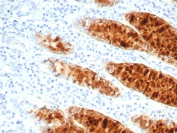 IHC staining of FFPE human stomach tissue with pS2 antibody (clone TF/7766). HIER: boil tissue secti