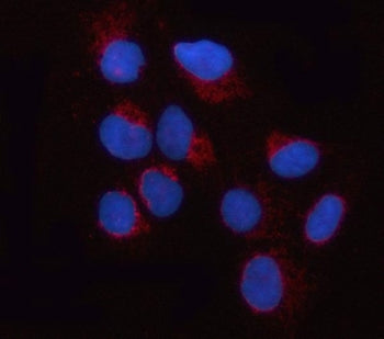 Dynamin-like 120 kDa protein Antibody / OPA1