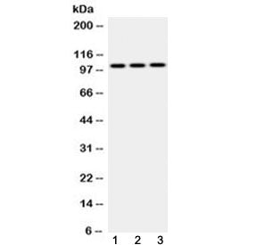 AP2B1 Antibody