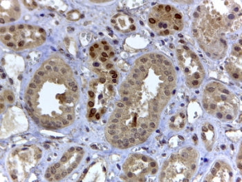 IHC testing of FFPE human kidney with HIF3A antibody at 4ug/ml. HIER: steamed with pH6 citrate buffe
