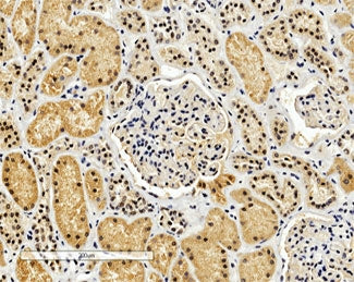 IHC testing of FFPE human kidney with ENOX2 antibody at 4ug/ml. HIER: steamed with pH9 Tris/EDTA buf