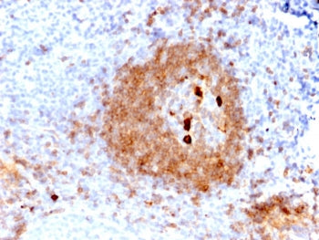 IHC staining of FFPE human tonsil with recombinant IgM Heavy Chain antibody (clone rIGHM/2558). HIER