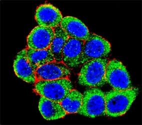 Confocal immunofluorescent analysis of PML antibody with HeLa cells followed by Alexa Fluor 488-conj