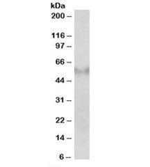 Western blot testing of human frontal cortex lysate with FSD1 antibody at 2ug/ml. Predicted molecula