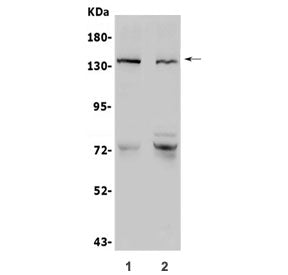 N-Cadherin Antibody / CDH2