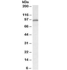 Western blot testing of mouse heart lysate with Calnexin antibody at 0.3ug/ml. Molecular weight: rou