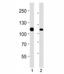 MSH2 Antibody