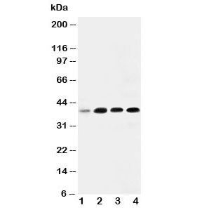 IGFBP3 Antibody