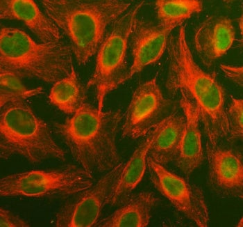 Immunofluorescent staining of FFPE human U-2 OS cells with MAPK1/3 antibody (green) and Alpha Tubuli