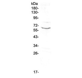 Western blot testing of human placenta lysate with CD1c antibody at 0.5ug/ml. Predicted molecular we