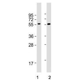Western blot testing of human 1) Daudi and 2) Raji cell lysate with FCRL4 antibody. Predicted molecu