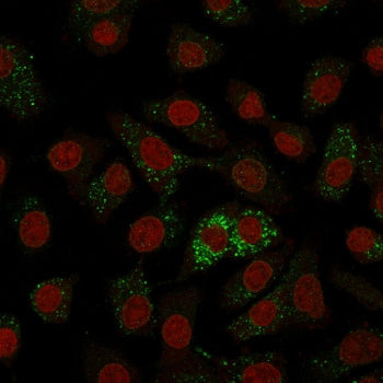 Immunofluorescent staining of human A549 cells with Major Vault Protein antibody (green, clone 1014)