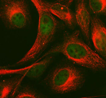 Immunofluorescent staining of FFPE human HeLa cells with MAML1 antibody (green) and Alpha Tubulin mA