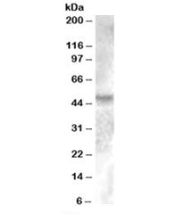 Western blot testing of human breast lysate with ESRRG antibody at 0.2ug/ml. Predicted molecular wei