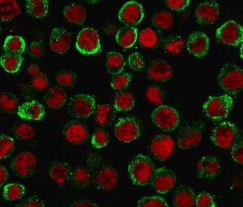 Immunofluorescence staining of MeOH-fixed human HEK293 cells with CD137 antibody (green, clone 4-1BB