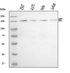 Western blot analysis of KIF7 using anti-KIF7 antibody. Lane 1: human 293T whole cell lysates, Lane 