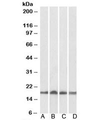 Western blot of human (A), mouse (B), rat (C) and pig (D) heart lysate with UBE2L3 antibody at 0.01u